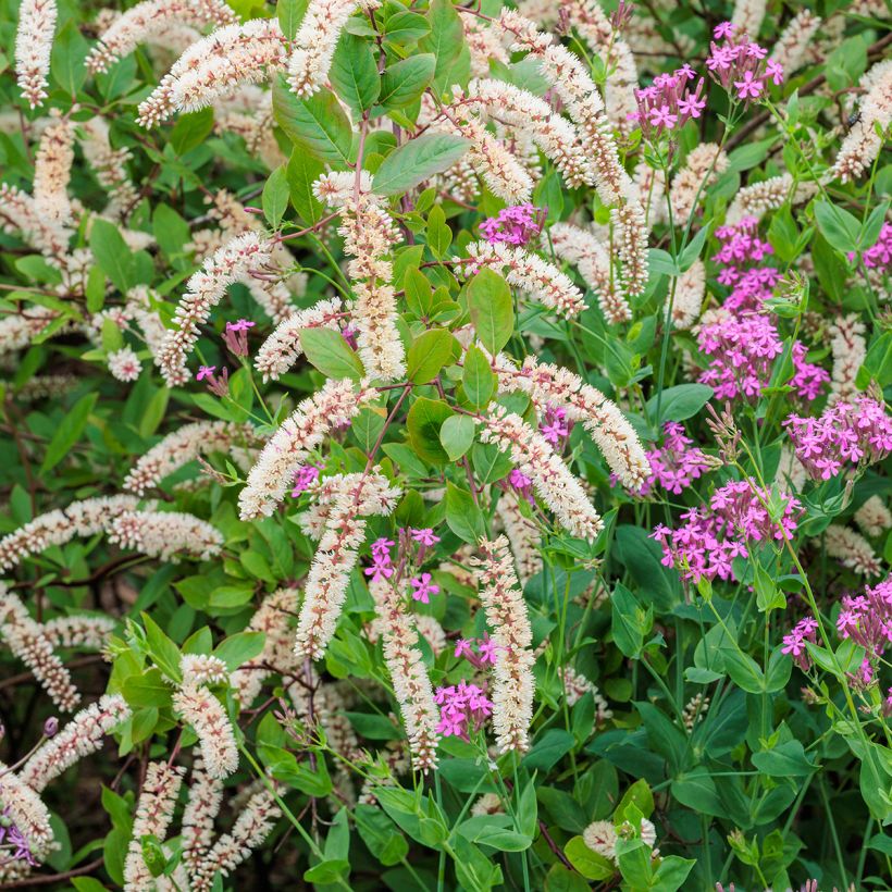 Itea virginica - Viriginische Rosmarinweide (Blüte)