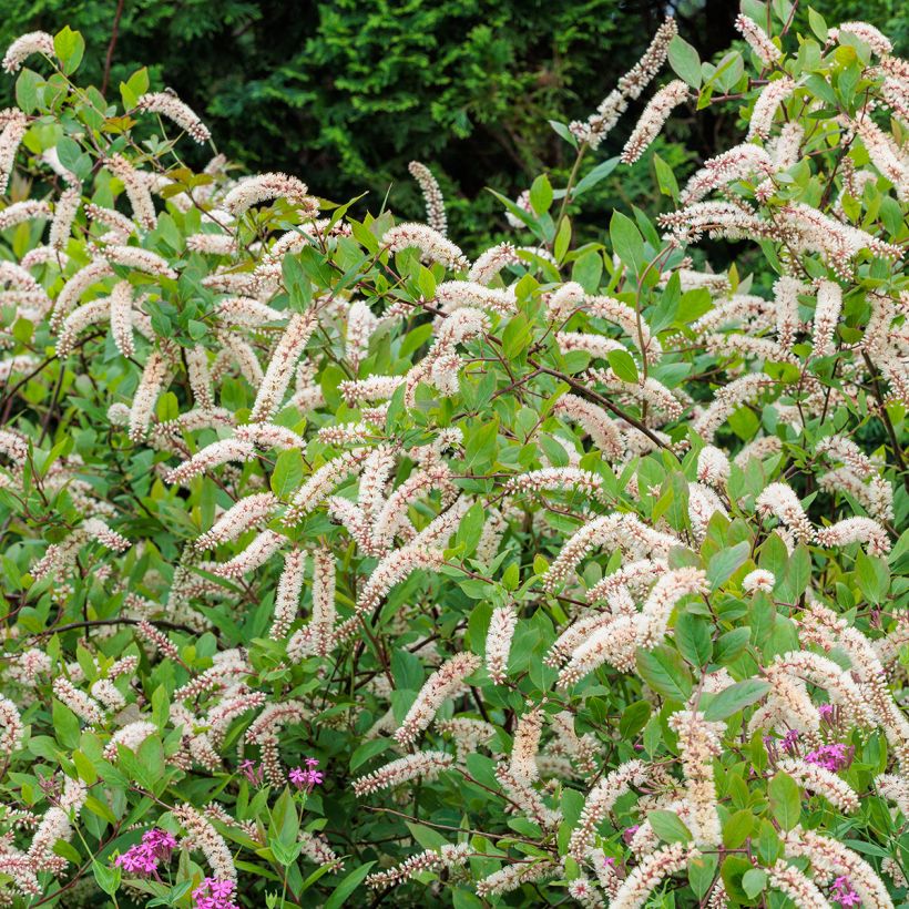 Itea virginica - Viriginische Rosmarinweide (Hafen)