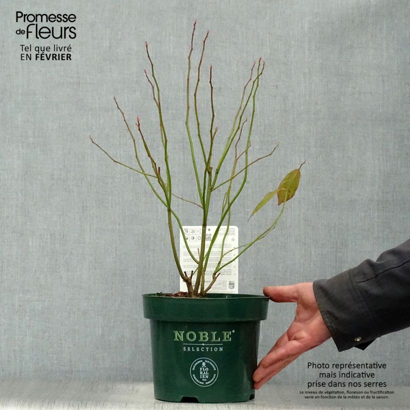 Exemplar von Itea virginica Little Henry - Viriginische Rosmarinweide Topf mit 3L/4L wie im Winter geliefert