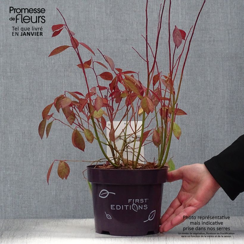 Exemplar von Itea virginica Love Child - Viriginische Rosmarinweide Topf mit 2L/3L wie im Winter geliefert