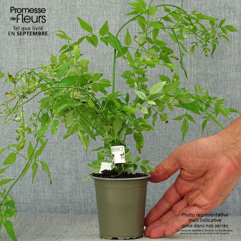 Exemplar von Jasminum officinale - Echte Jasmin Kleine Töpfe von 8/9 cm wie im Herbst geliefert