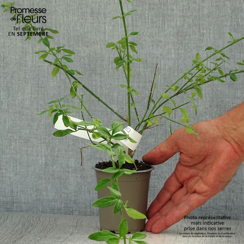 Exemplar von Jasminum nudiflorum - Winter-Jasmin Kleine Töpfe von 8/9 cm wie im Herbst geliefert