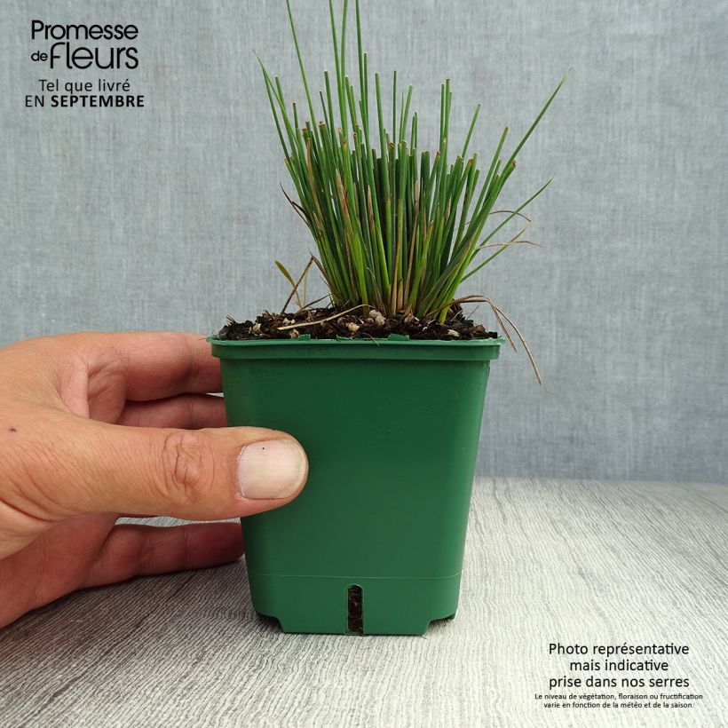 Exemplar von Juncus inflexus Blue Dart - Blaugrüne Binse Kleine Töpfe von 8/9 cm wie im Herbst geliefert