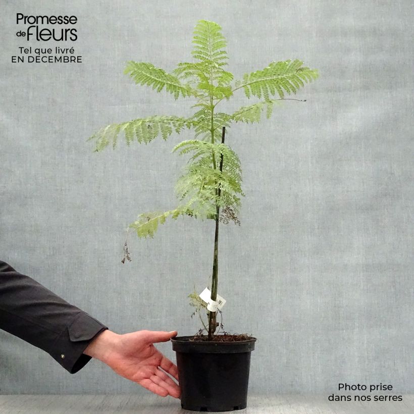 Exemplar von Jacaranda mimosifolia - Palisanderholzbaum Topf mit 4L/5L wie im Winter geliefert