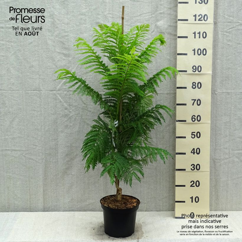Exemplar von Jacaranda mimosifolia - Palisanderholzbaum Topf mit 4L/5L wie im Sommer geliefert