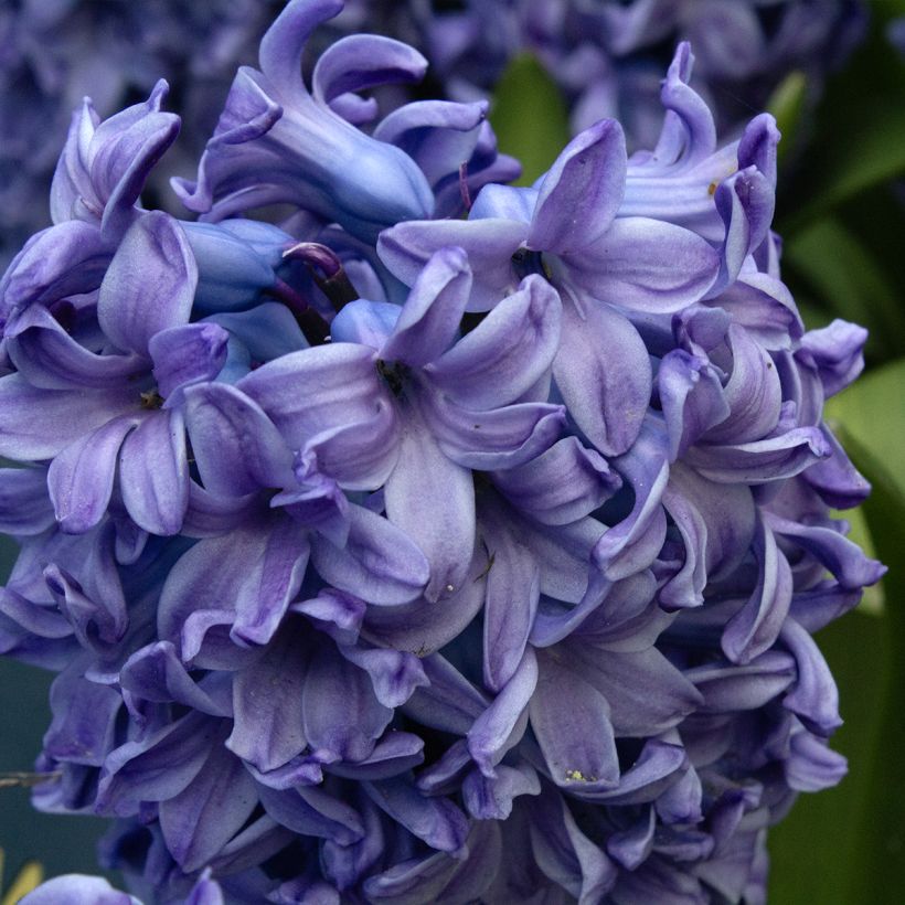 Hyazinthe Delft Blue (Blüte)