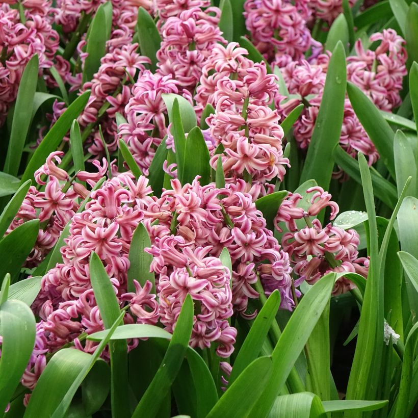 Hyazinthe Anna Liza (Blüte)