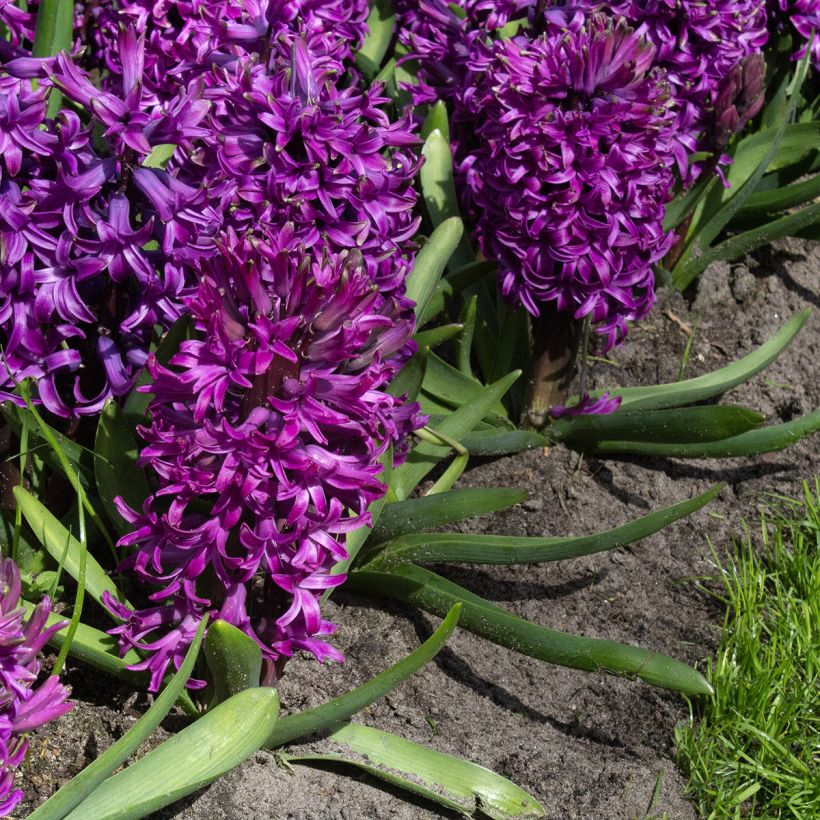 Hyazinthe Purple Sensation (Blüte)