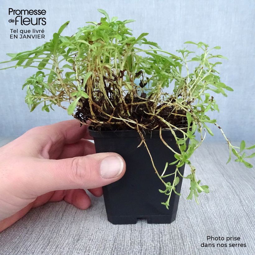 Exemplar von Jasione laevis Blaulicht - Ausdauerndes Sandglöckchen Kleine Töpfe von 8/9 cm wie im Winter geliefert