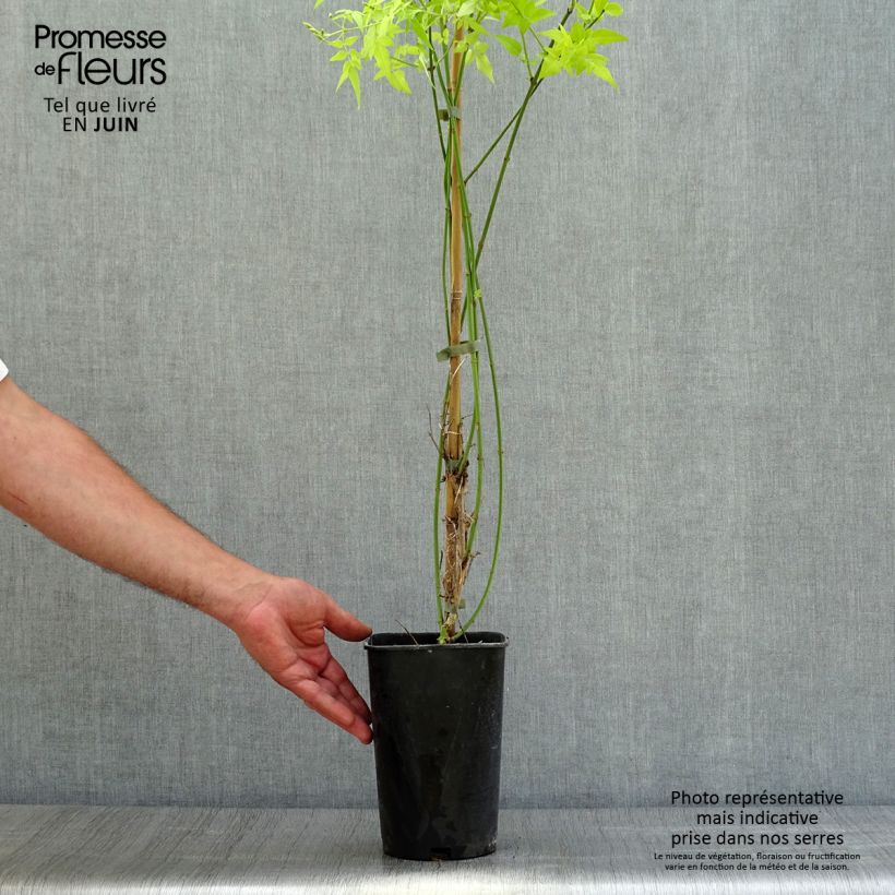 Exemplar von Jasminum officinalis Aureum - Echte Jasmin Topf mit 2L/3L wie im Sommer geliefert