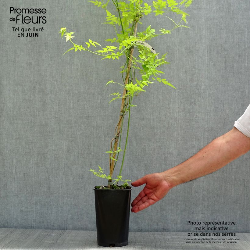 Exemplar von Echter Jasmin - Jasminum officinale Aureum wie im Frühjahr geliefert