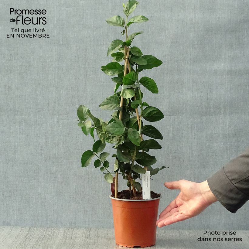Exemplar von Jasminum sambac - Arabischer Jasmin Topf mit 2L/3L wie im Herbst geliefert