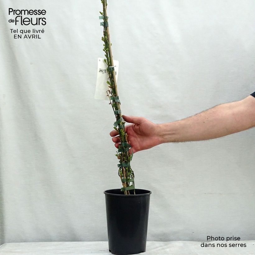 Exemplar von Jasminum nudiflorum - Winter-Jasmin Topf mit 2L/3L wie im Frühjahr geliefert