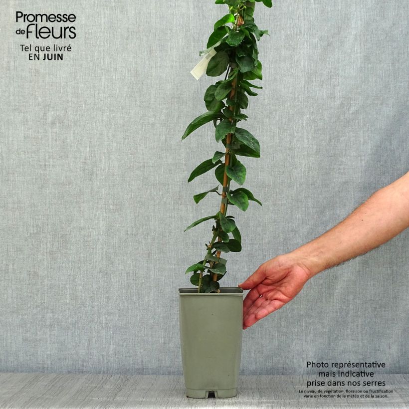 Exemplar von Jasminum sambac - Arabischer Jasmin Topf mit 2L/3L wie im Sommer geliefert