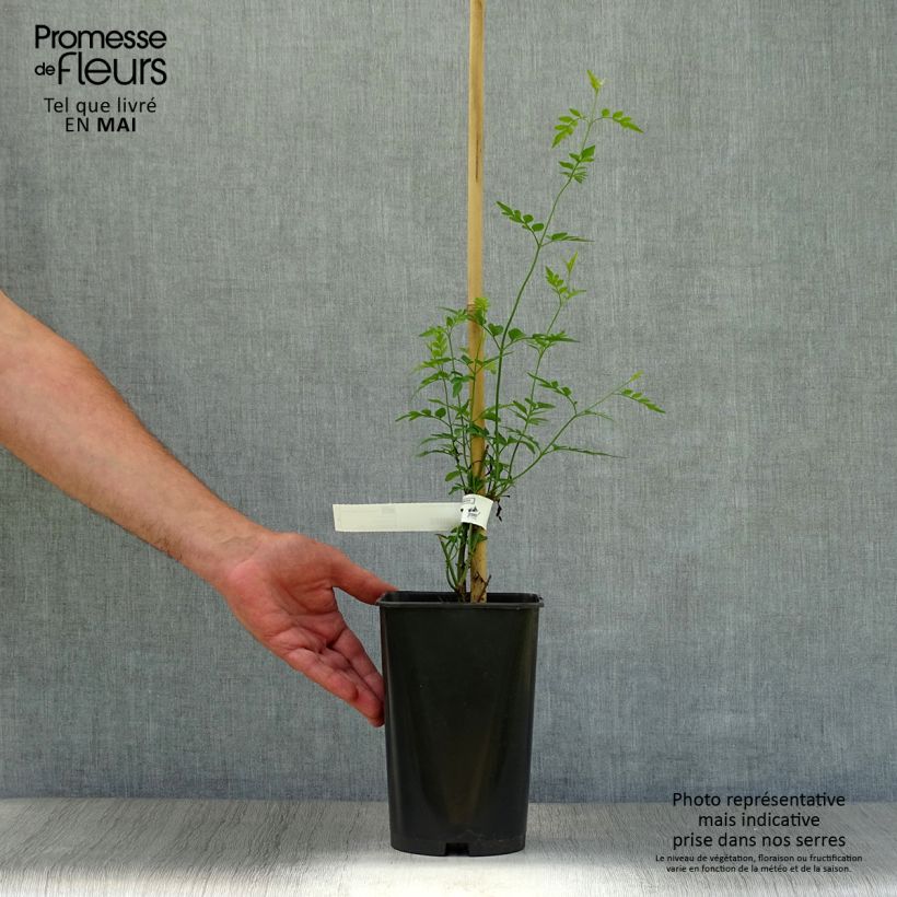 Exemplar von Jasminum grandiflorum - Chinesischer Tee-Jasmin Topf mit 2L/3L wie im Frühjahr geliefert