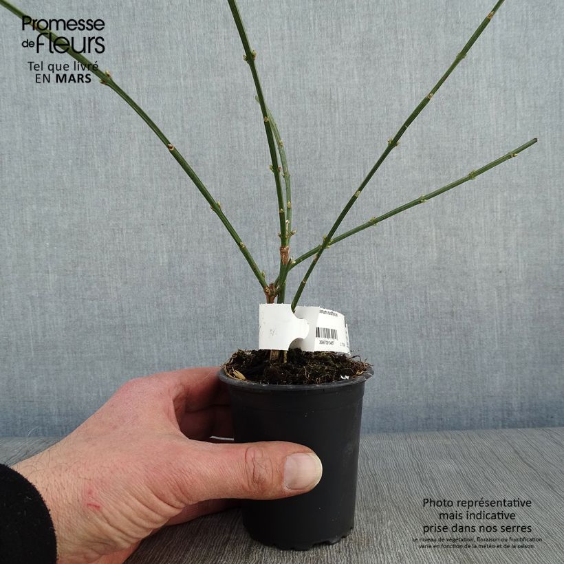 Exemplar von Jasminum nudiflorum - Winter-Jasmin Kleine Töpfe von 8/9 cm wie im Winter geliefert