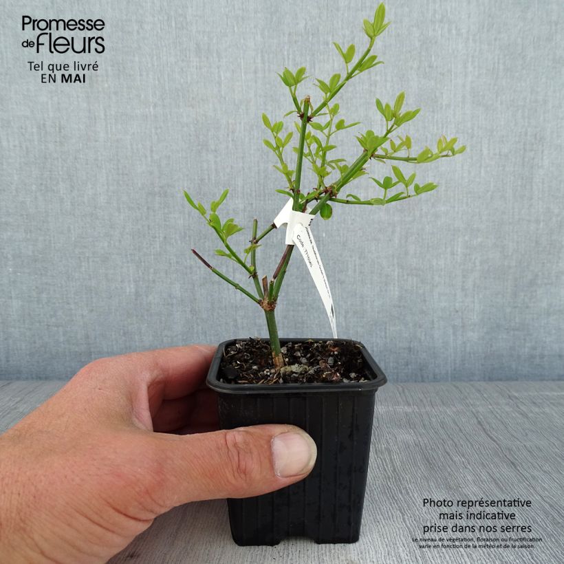 Exemplar von Jasminum nudiflorum - Winter-Jasmin Kleine Töpfe von 8/9 cm wie im Frühjahr geliefert