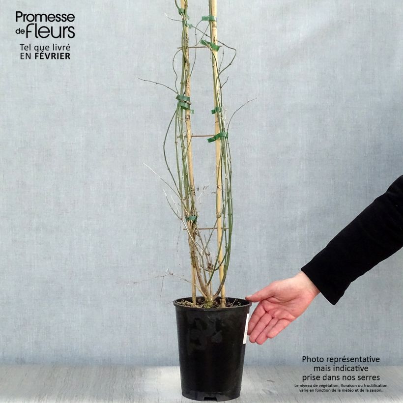 Exemplar von Jasminum nudiflorum - Winter-Jasmin Topf mit 2L/3L wie im Winter geliefert