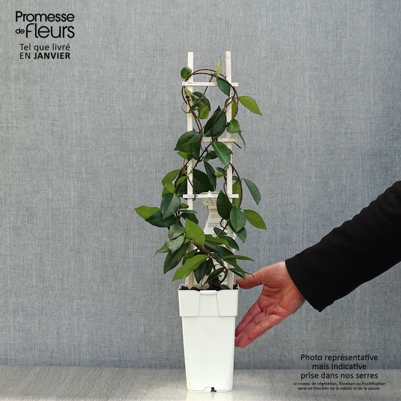 Exemplar von Sternjasmin Star Of Venice - Trachelospermum Topf mit 2L/3L wie im Winter geliefert