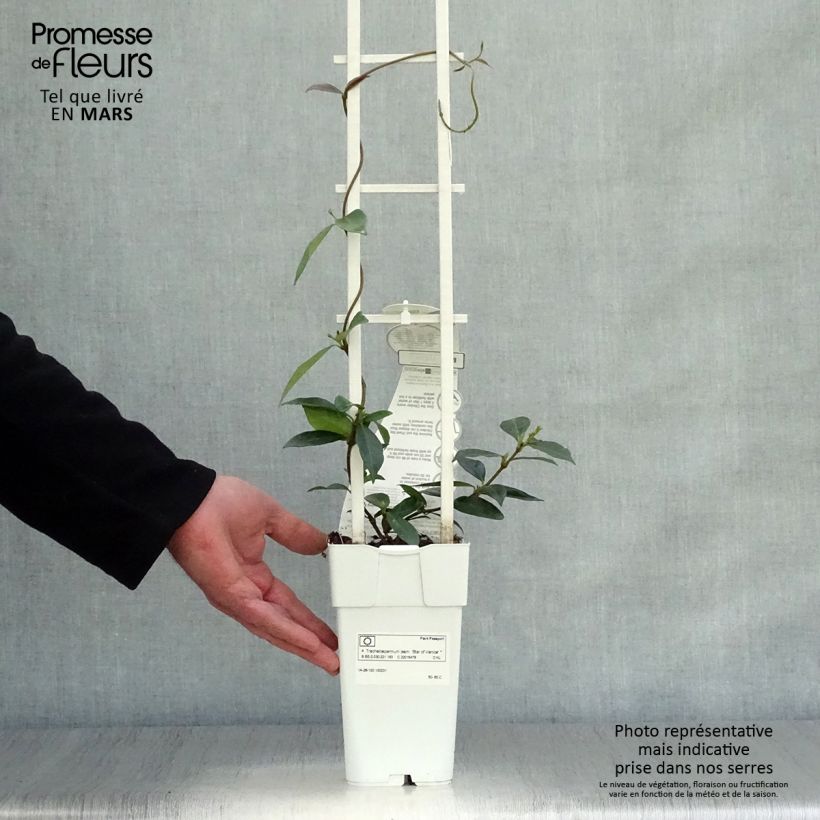 Exemplar von Sternjasmin Star Of Venice - Trachelospermum Topf mit 2L/3L wie im Frühjahr geliefert