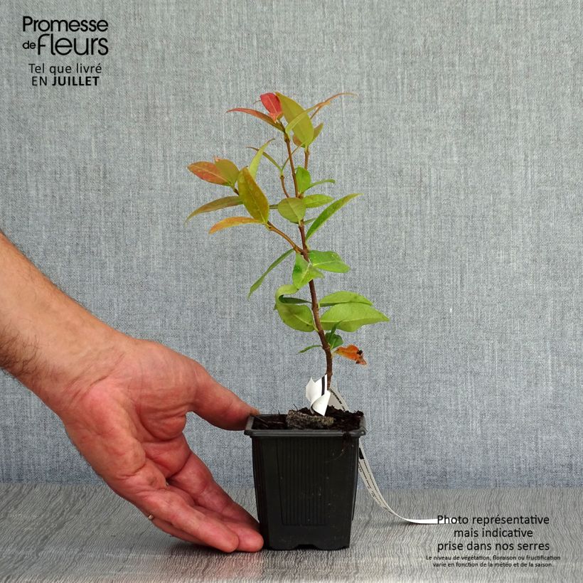 Exemplar von Sternjasmin - Trachelospermum jasminoides Kleine Töpfe von 8/9 cm wie im Sommer geliefert
