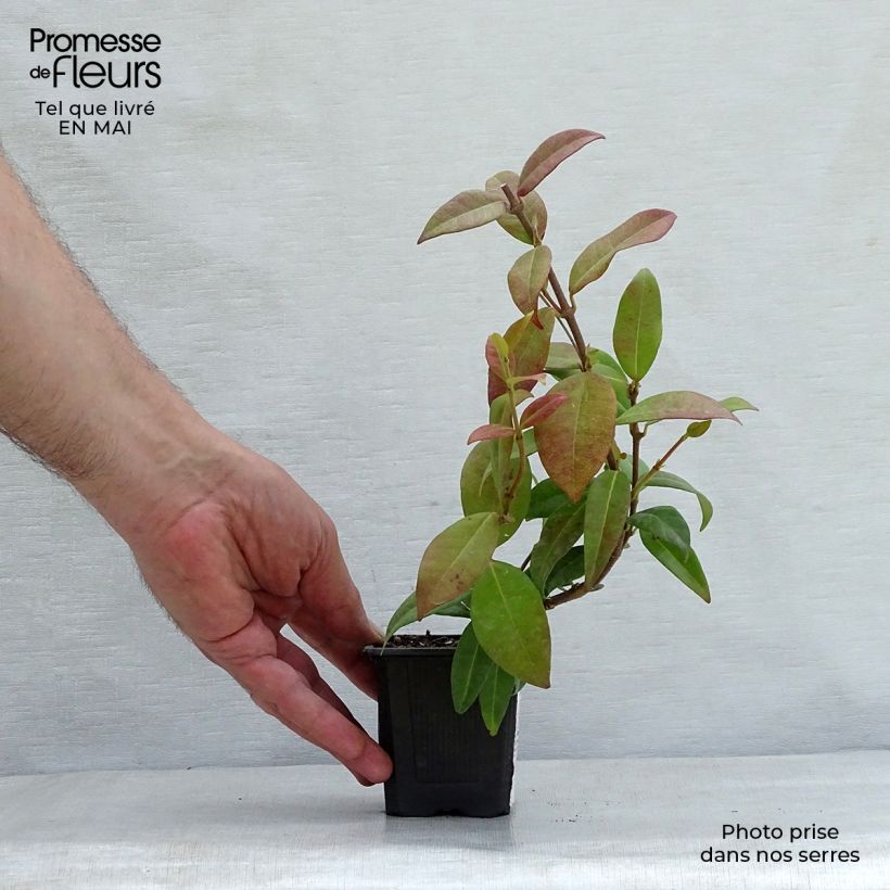 Exemplar von Sternjasmin - Trachelospermum jasminoides Kleine Töpfe von 8/9 cm wie im Frühjahr geliefert