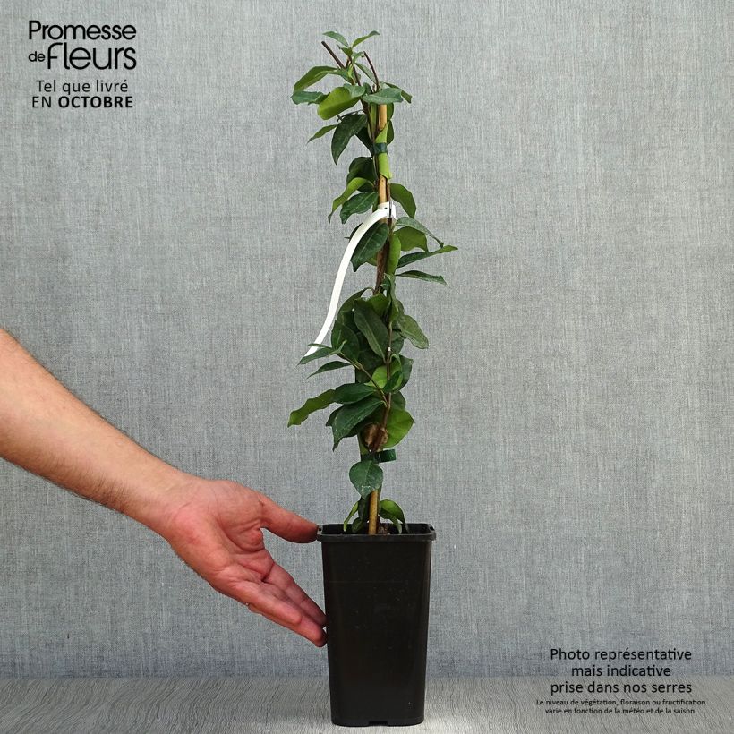 Exemplar von Sternjasmin - Trachelospermum jasminoides Topf mit 1L/1,5L wie im Herbst geliefert