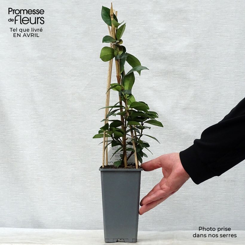 Exemplar von Sternjasmin - Trachelospermum jasminoides Topf mit 2L/3L wie im Frühjahr geliefert