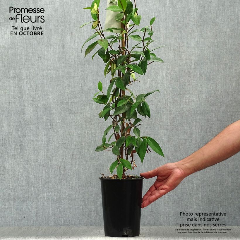 Exemplar von Sternjasmin - Trachelospermum jasminoides Topf mit 2L/3L wie im Herbst geliefert