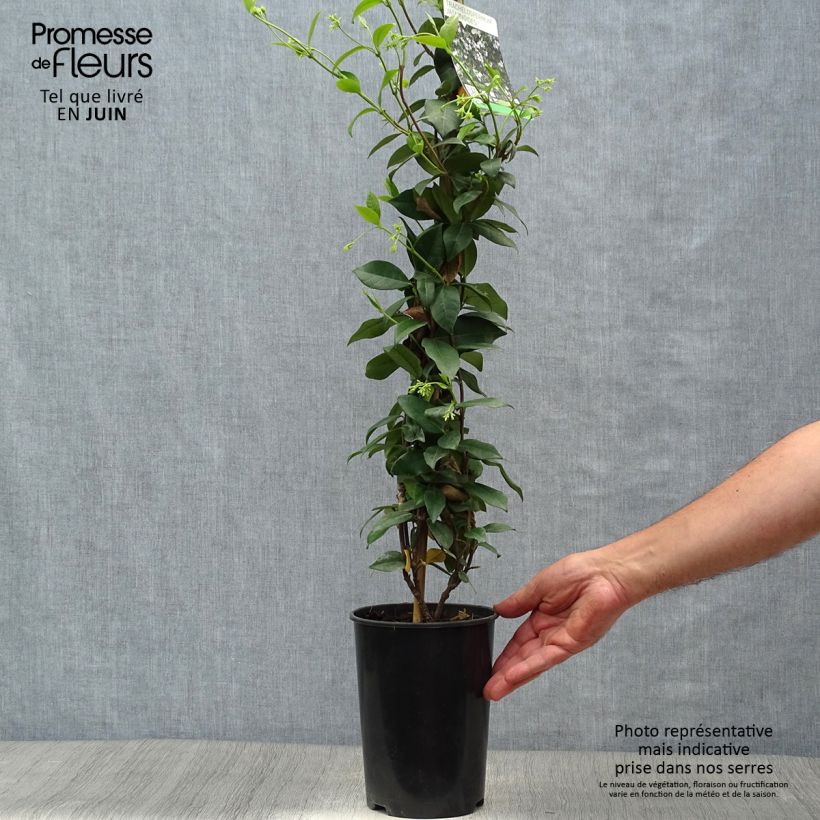 Exemplar von Sternjasmin - Trachelospermum jasminoides Topf mit 2L/3L wie im Sommer geliefert