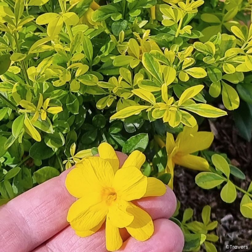 Jasminum mesnyi Goldtouch - Primel-Jasmin (Blüte)