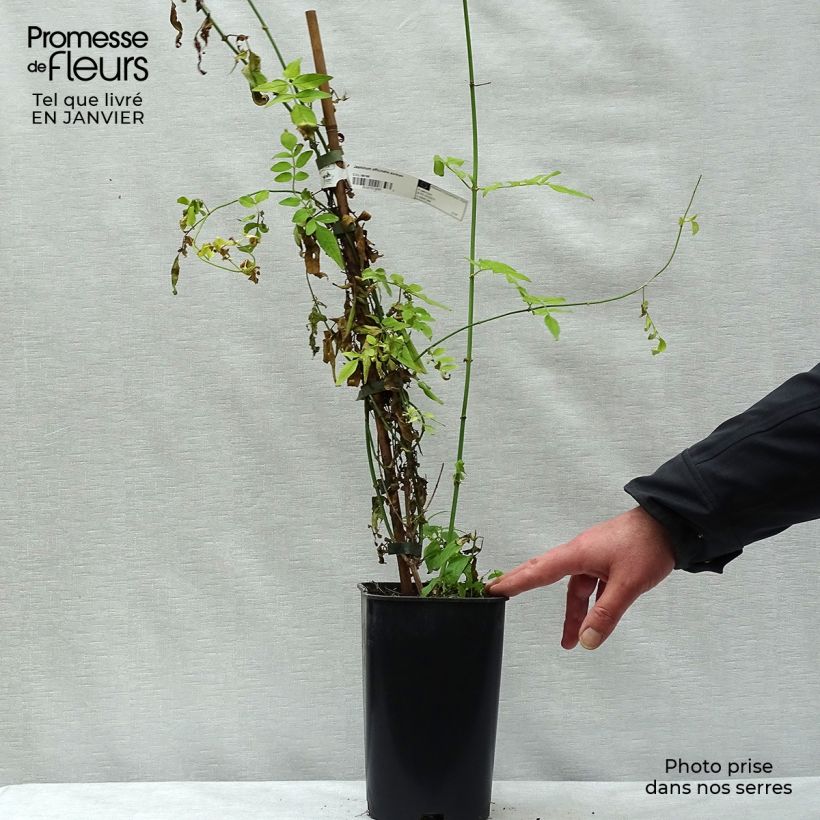 Exemplar von Echter Jasmin - Jasminum officinale Aureum wie im Winter geliefert