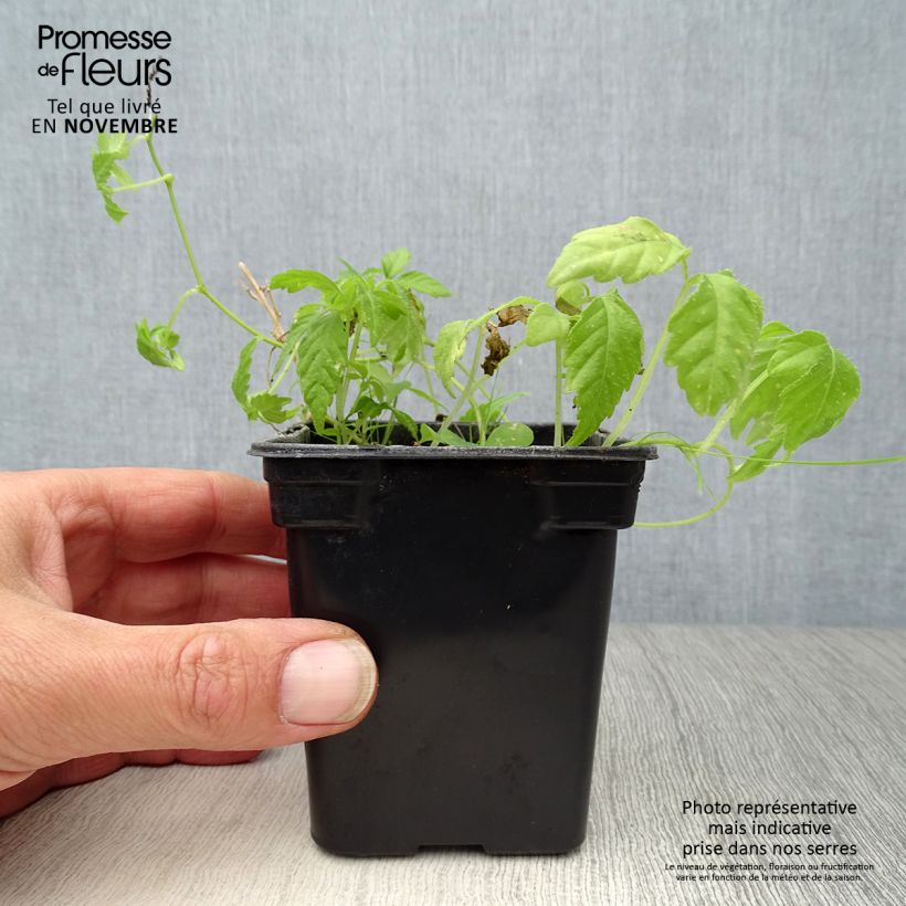 Exemplar von Jiaogulan Bio - Gynostemma pentaphyllum Kleine Töpfe von 7/8 cm wie im Herbst geliefert