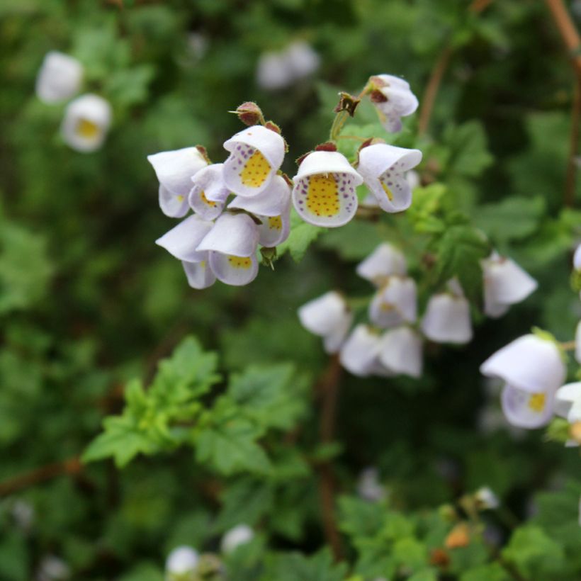 Jovellana violacea (Blüte)