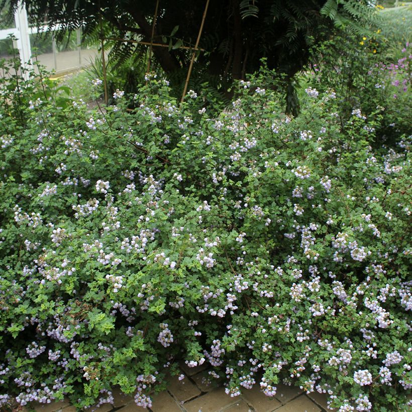 Jovellana violacea (Hafen)