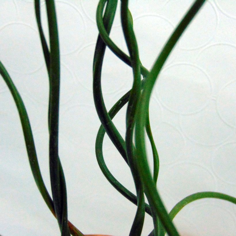 Juncus effusus Spiralis - Flatter-Binse (Laub)