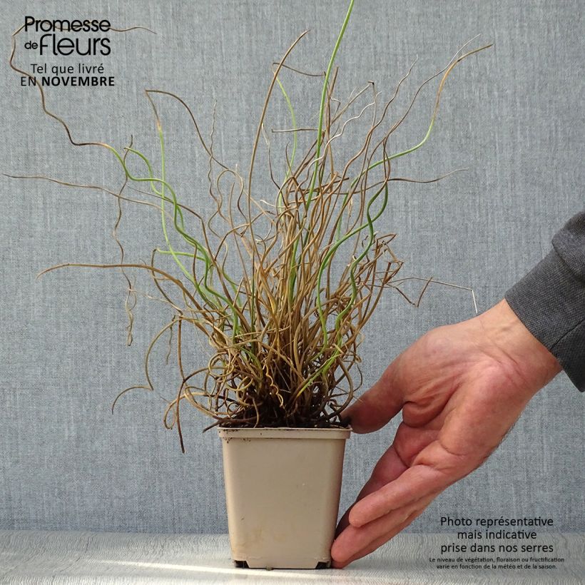 Exemplar von Juncus effusus Spiralis - Flatter-Binse Kleine Töpfe von 8/9 cm wie im Herbst geliefert