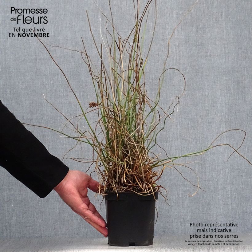 Exemplar von Juncus effusus Spiralis - Flatter-Binse Topf mit 2L/3L wie im Herbst geliefert