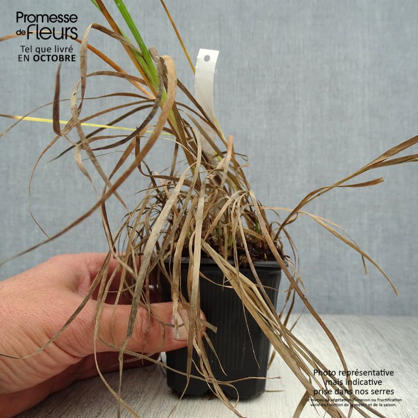 Exemplar von Juncus ensifolius - Schwertblättrige Binse Kleine Töpfe von 8/9 cm wie im Herbst geliefert