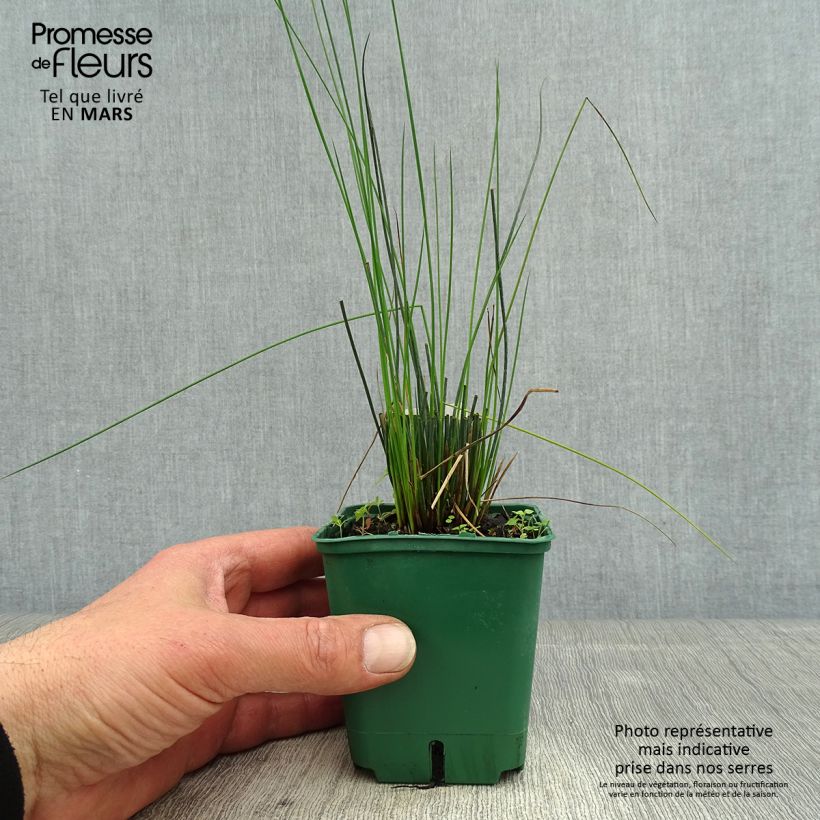 Exemplar von Juncus inflexus Blue Dart - Blaugrüne Binse Kleine Töpfe von 8/9 cm wie im Frühjahr geliefert