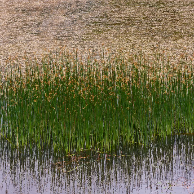 Juncus inflexus - Blaugrüne Binse (Hafen)