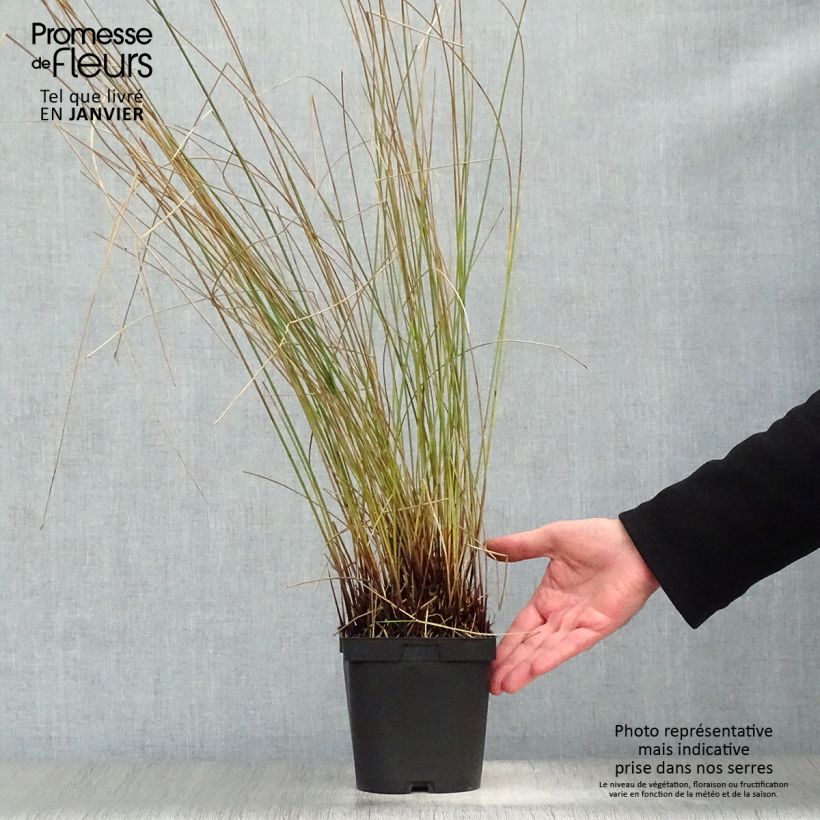 Exemplar von Juncus inflexus - Blaugrüne Binse Topf mit 2L/3L wie im Winter geliefert