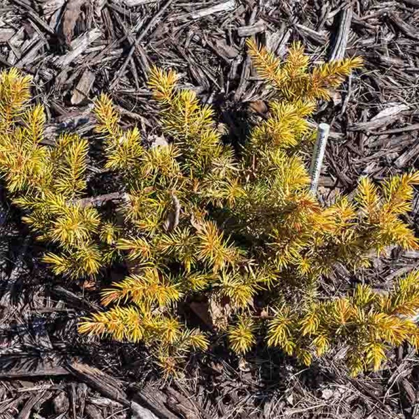 Juniperus conferta All Gold (Hafen)
