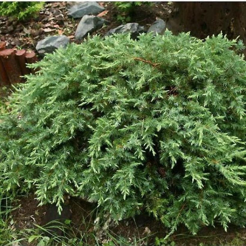 Juniperus conferta Schlager (Hafen)