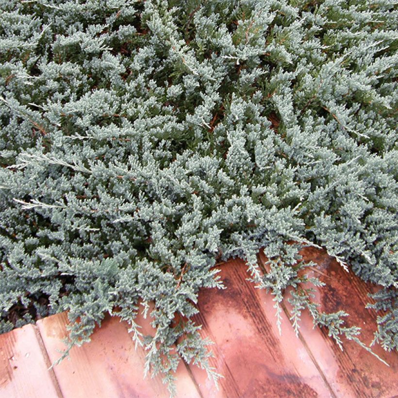 Juniperus horizontalis Blue Chip (Hafen)