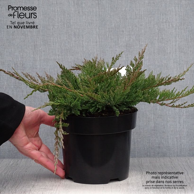 Exemplar von Juniperus horizontalis Blue Chip Topf mit 2L/3L wie im Herbst geliefert