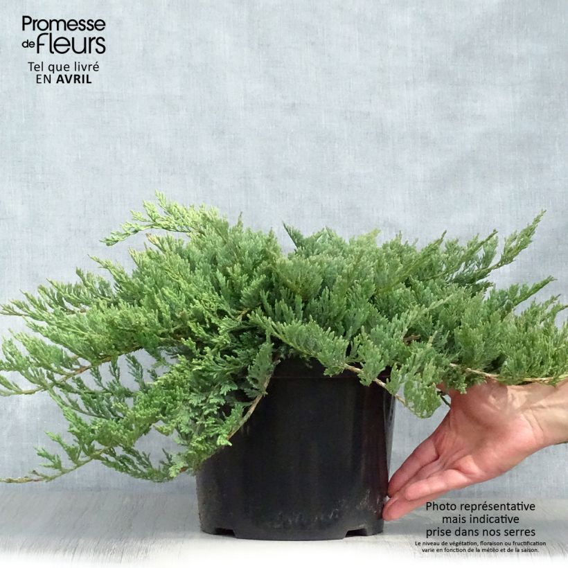 Exemplar von Juniperus horizontalis Blue Chip Topf mit 7,5L/10L, Hochstamm wie im Frühjahr geliefert