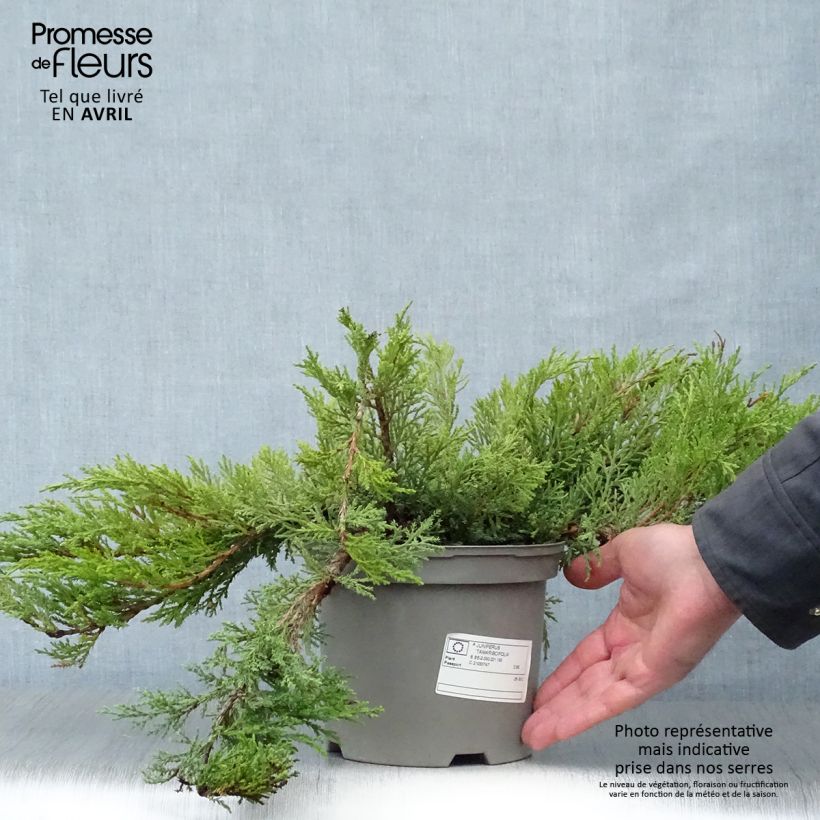 Exemplar von Juniperus sabina Tamariscifolia Topf mit 2L/3L wie im Frühjahr geliefert