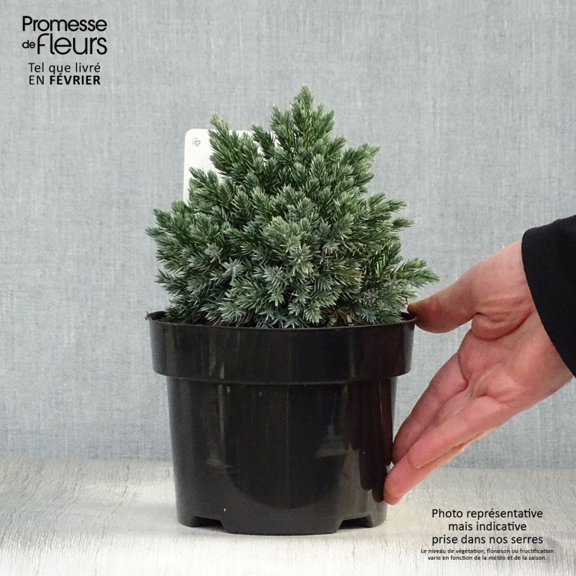 Exemplar von Juniperus squamata Blue Star Topf mit 2L/3L wie im Winter geliefert