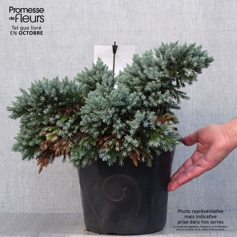 Exemplar von Juniperus squamata Blue Star Topf mit 7,5L/10L wie im Herbst geliefert